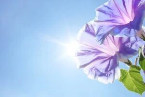 夏の紫外線の画像