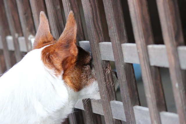 覗き込む犬の画像